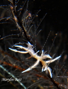 Eubranchidae sp. Nudubranch on a hydroid with two tiny sk... by Marylin Batt 